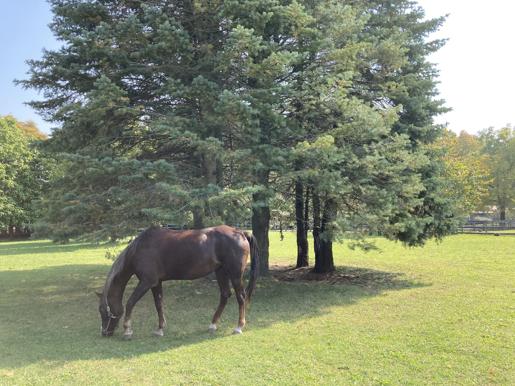 Horse grazing in a rural field near Aylmer Ontario