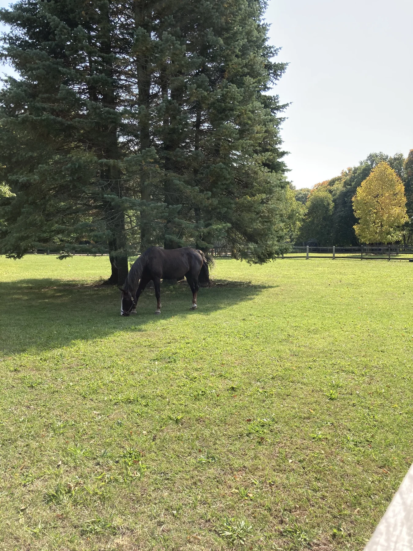 Horse in a green field near trees in rural Ontario