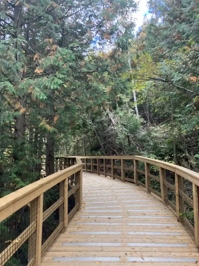 Wood boardwalk with metal traction strips curving through dense Belfountain forest