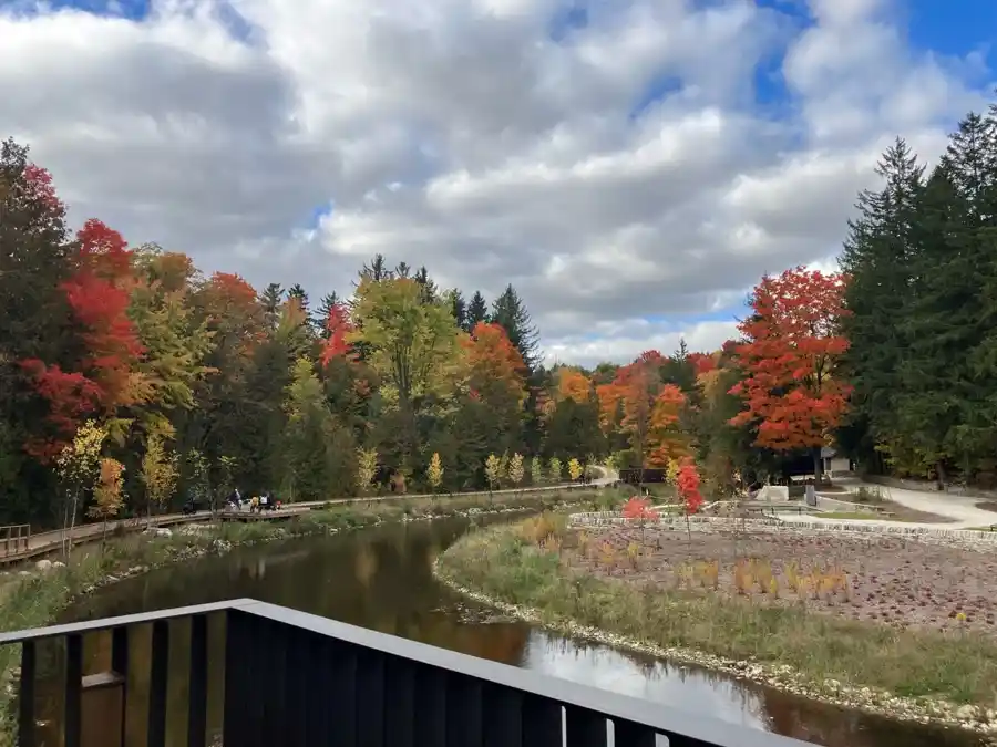 Belfountain pond and boardwalk surrounded by red orange yellow and green fall trees