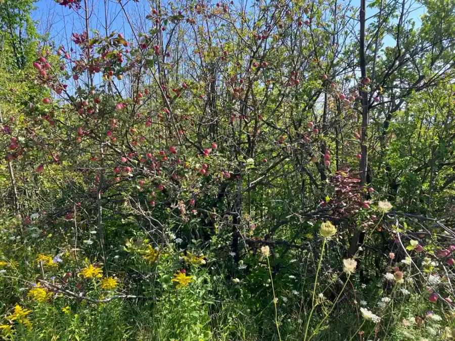 Pommiers et fleurs sauvages dans la campagne près des Cheltenham Badlands