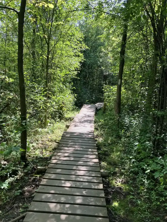 Passerelle de bois dans la forêt près des Cheltenham Badlands