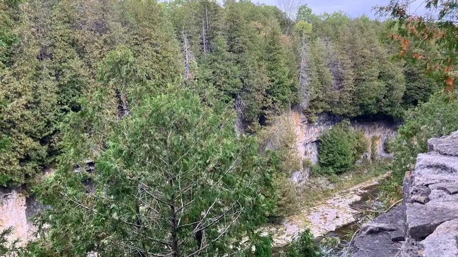 Forested dolostone cliffs and river channel in the Elora Gorge