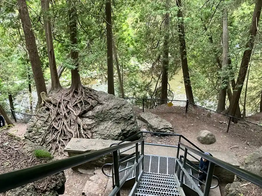 Mature cedar roots gripping limestone beside stairs above the Elora Gorge