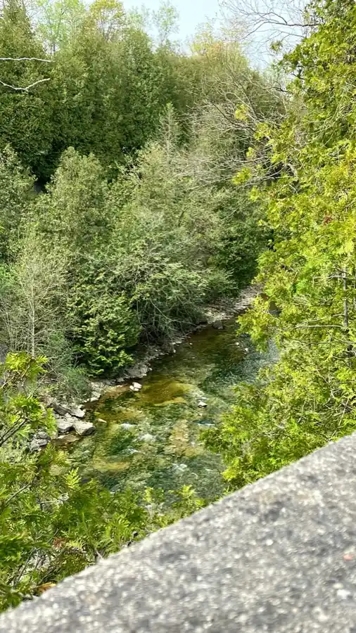 Clear Grand River water seen through trees from an Elora Gorge overlook