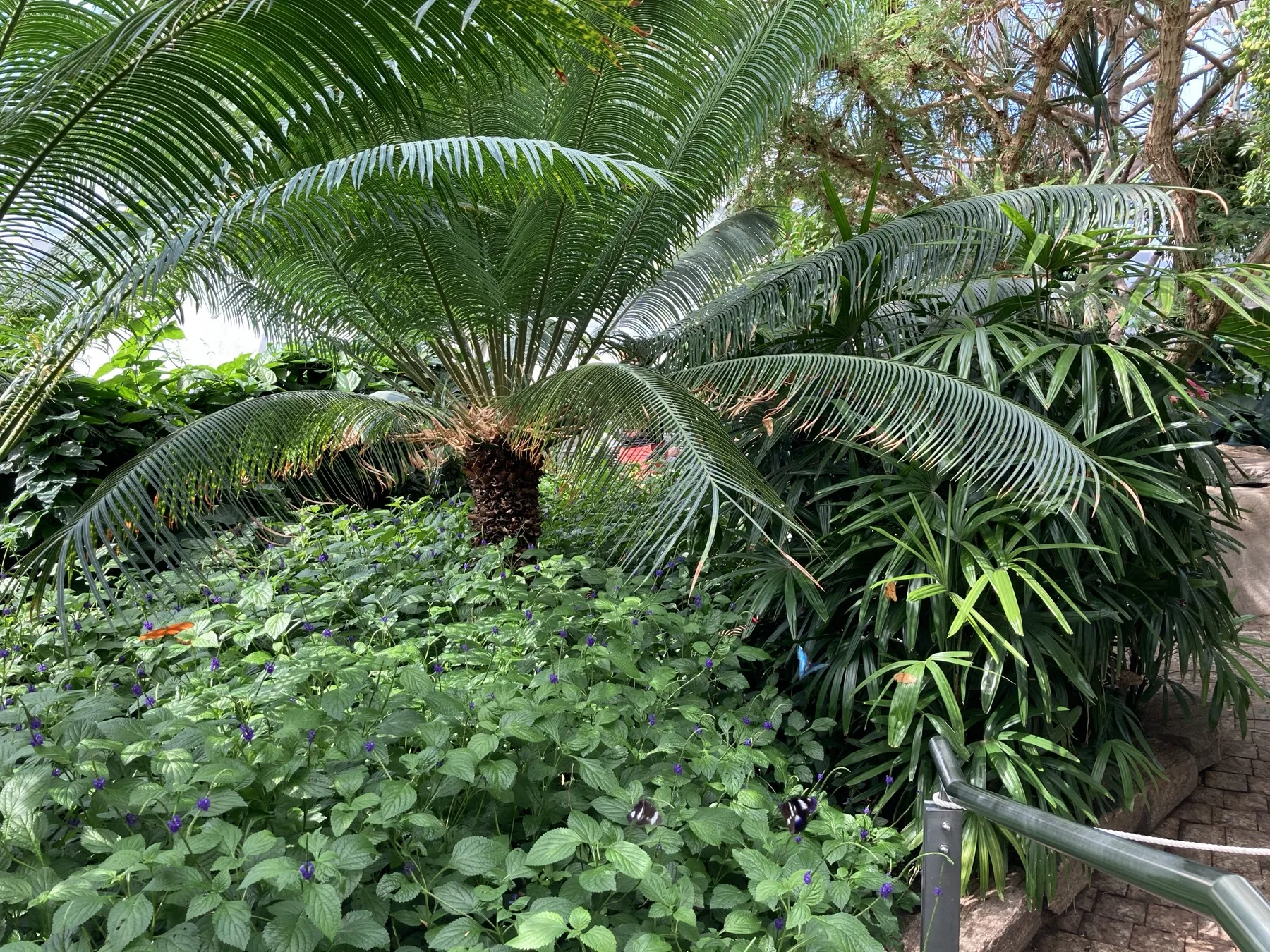 Green plants inside the Butterfly Conservatory in Niagara Falls