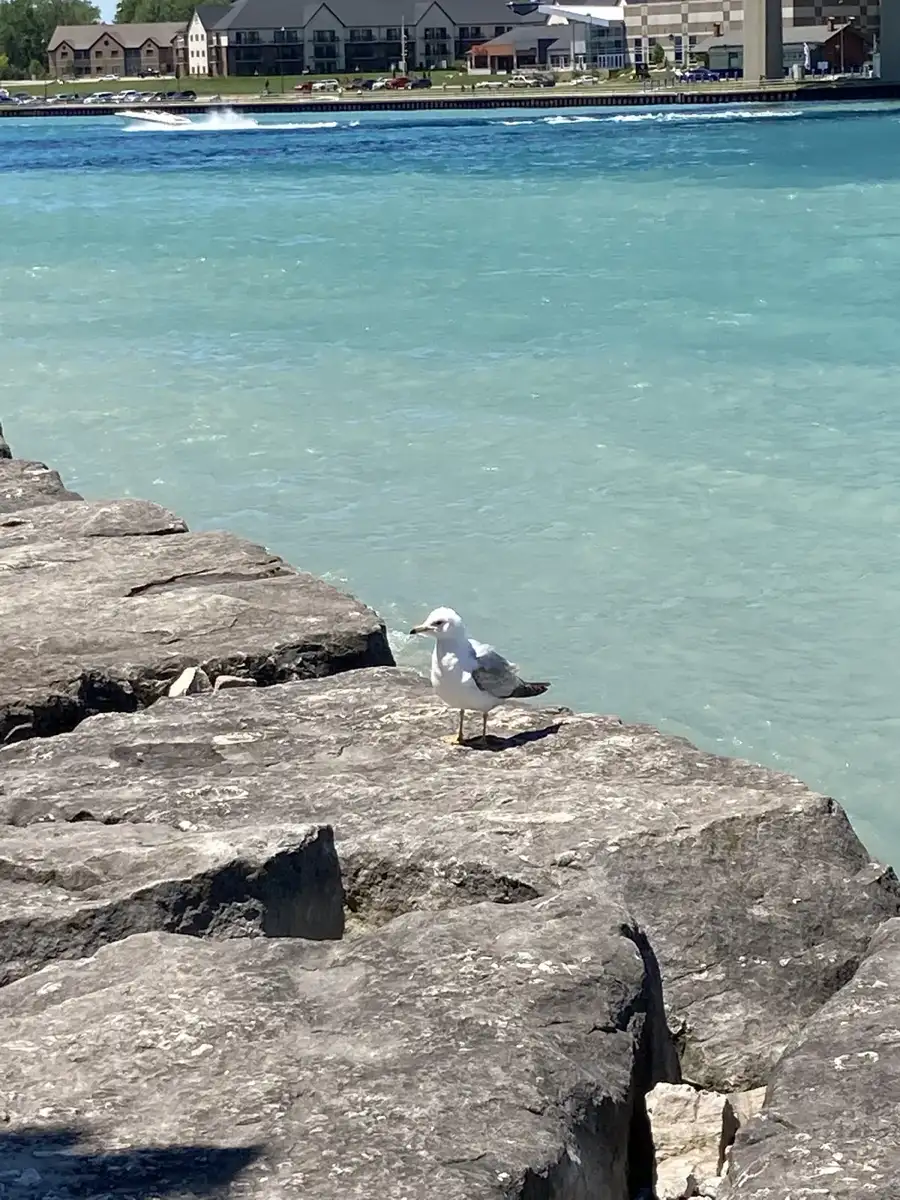 Rochas de Point Edward, gaivotas e água azul ao longo da caminhada à beira-rio
