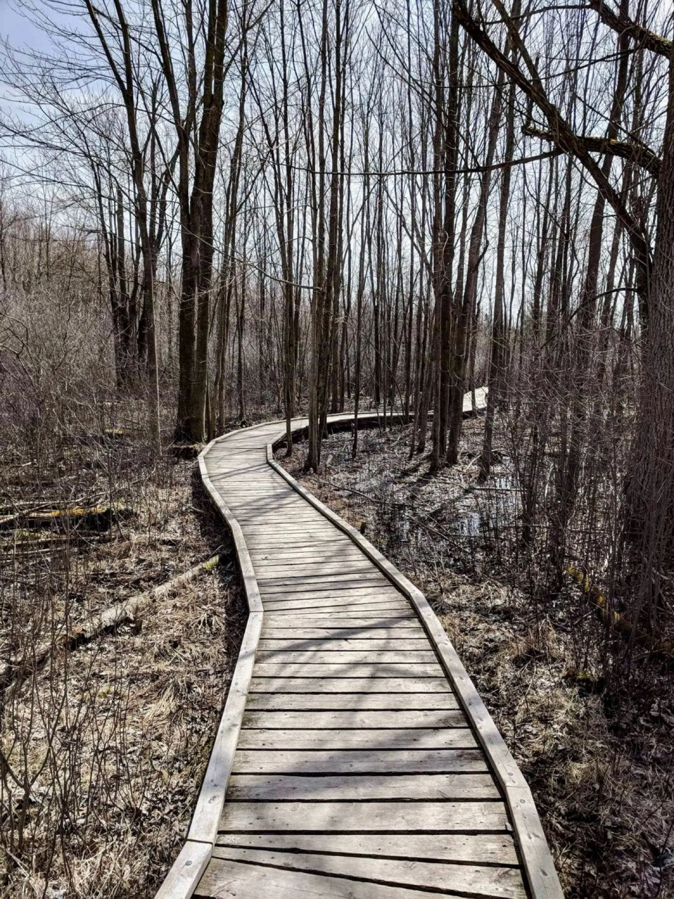 Wooden boardwalk at Sifton Bog leading through wet forest toward Redmond's Pond