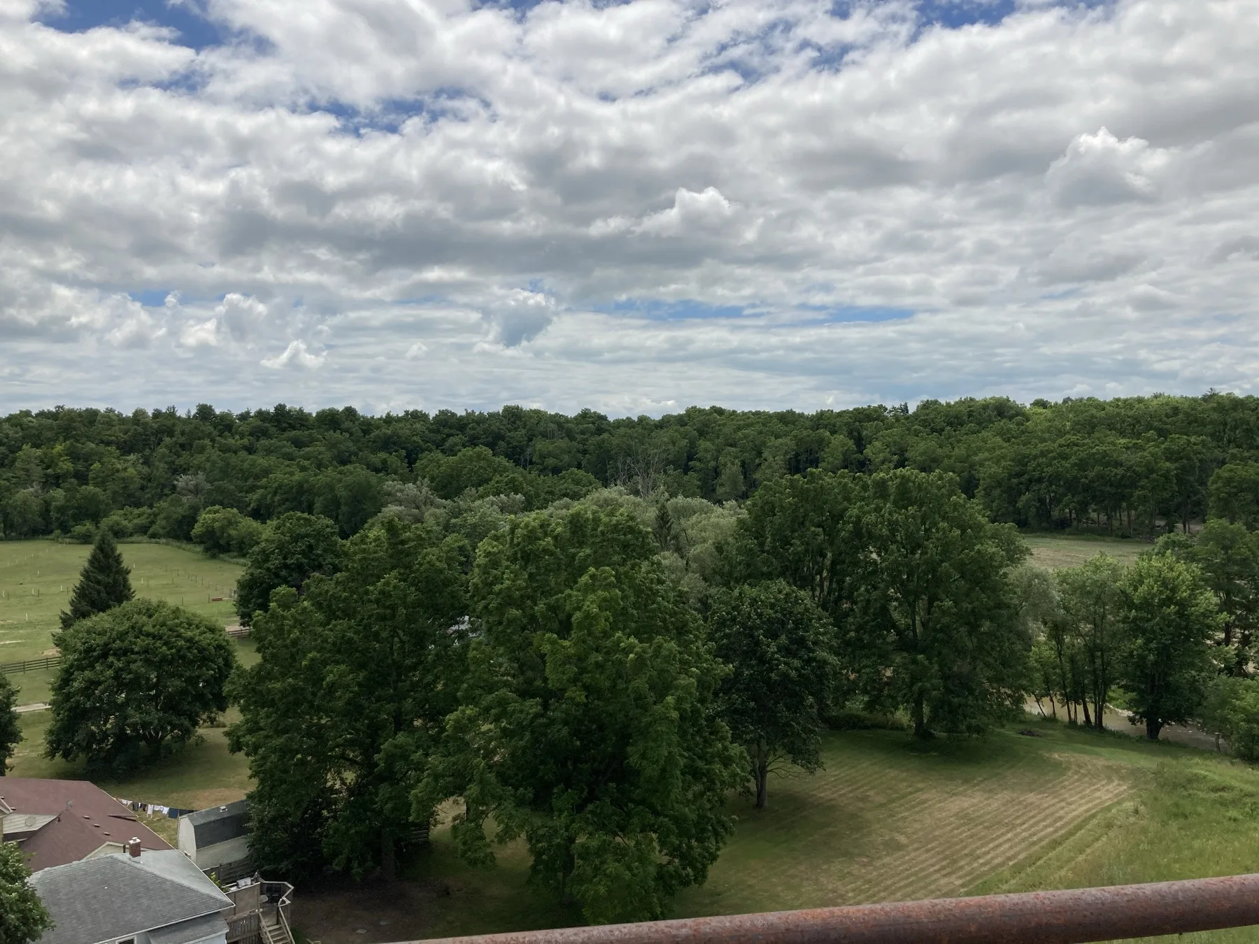 Tree canopy view from St. Thomas Elevated Park