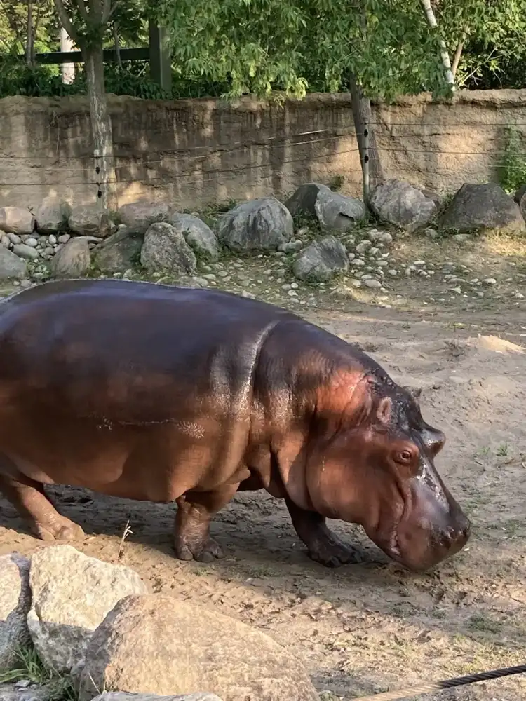 Hippopotamus na naglalakad sa mabuhangin na tirahan ng Toronto Zoo