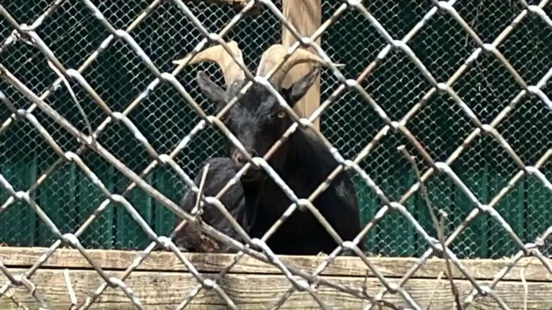 Dois cabritos pigmeus africanos negros no Twin Valley Zoo