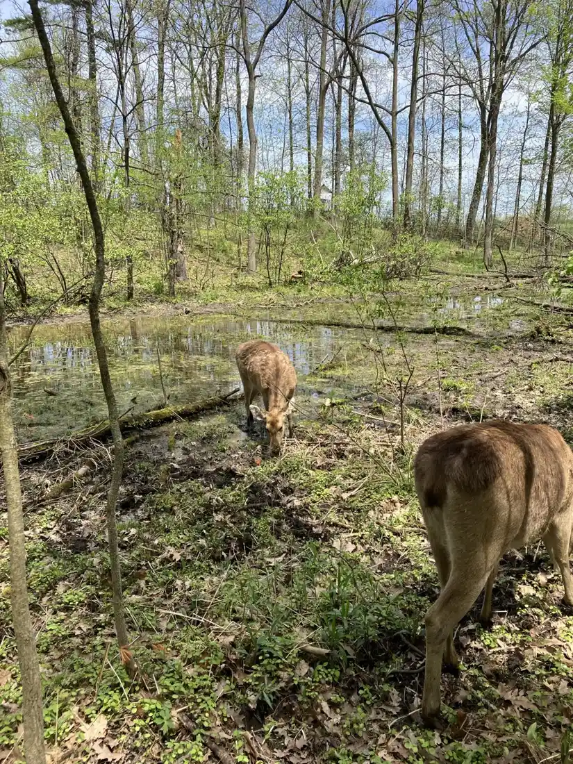 Cervo-dourado em habitat de área úmida arborizada no Twin Valley Zoo