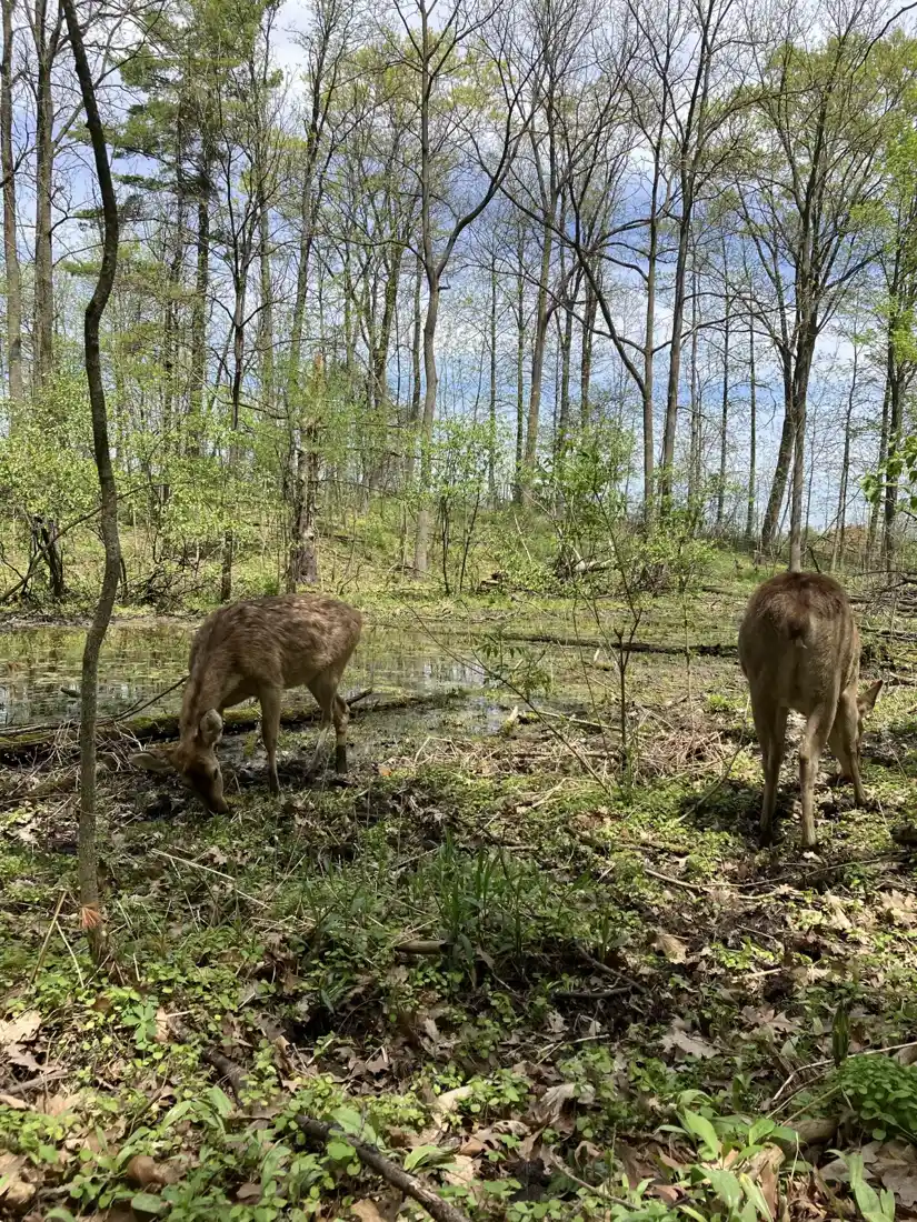 Dois veados-da-tasmânia pastando em habitat arborizado no Twin Valley Zoo