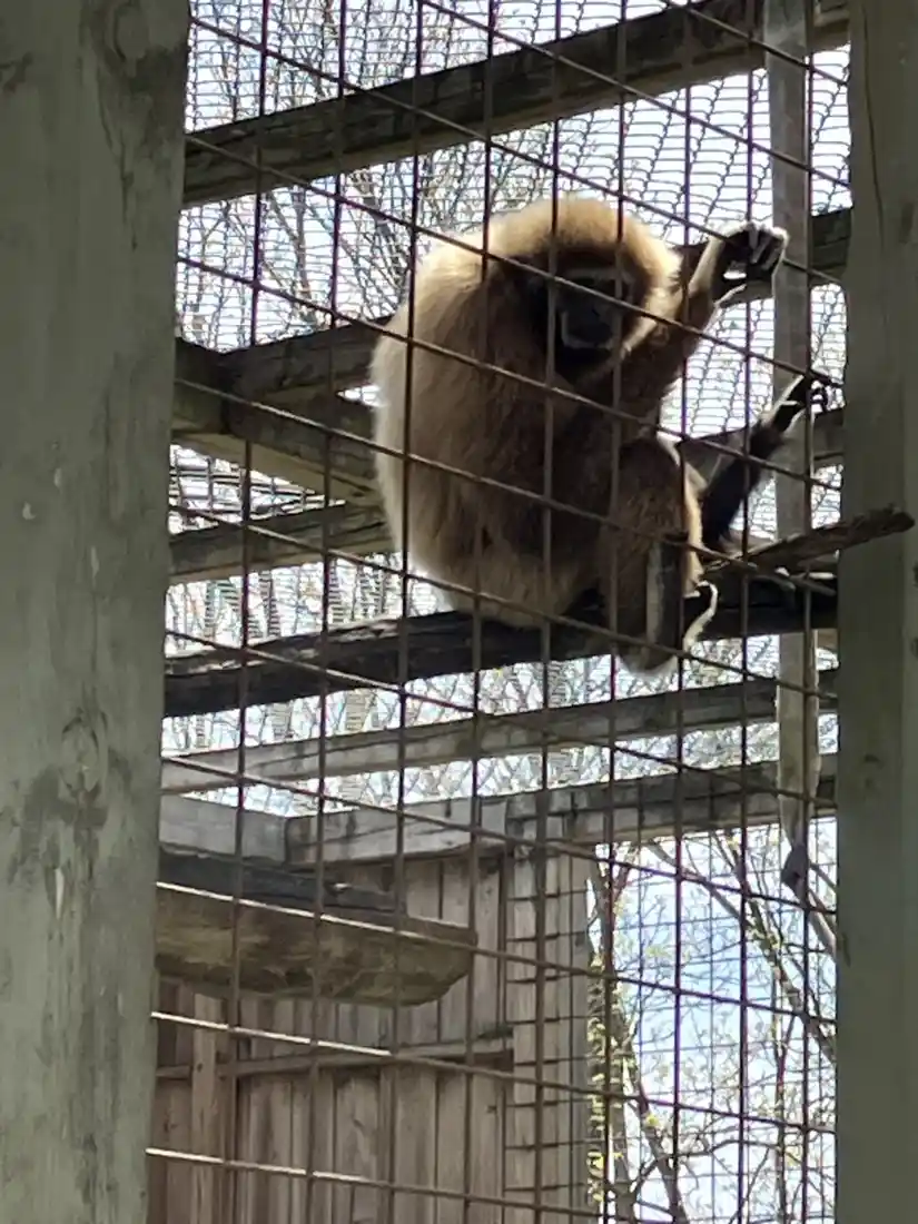 Gibão segurando a tela em um recinto arborizado para primatas no Twin Valley Zoo