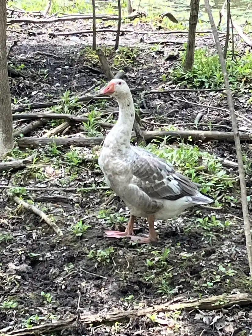 Ganso cinza e branco em área arborizada no Twin Valley Zoo