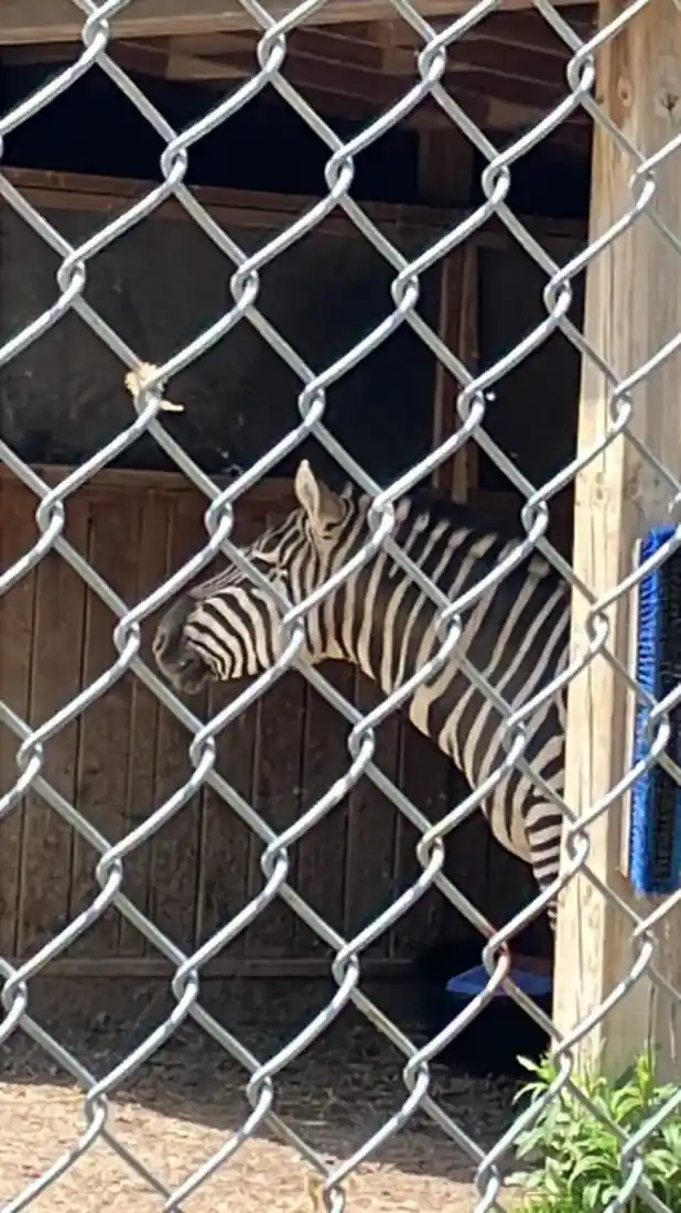 Zebras de Grant juntas no Twin Valley Zoo perto de Brantford