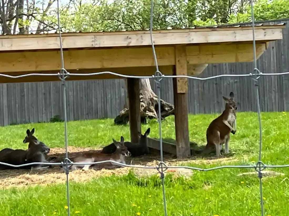 Cangurus descansando em um cercado gramado no Twin Valley Zoo perto de Brantford, Ontario