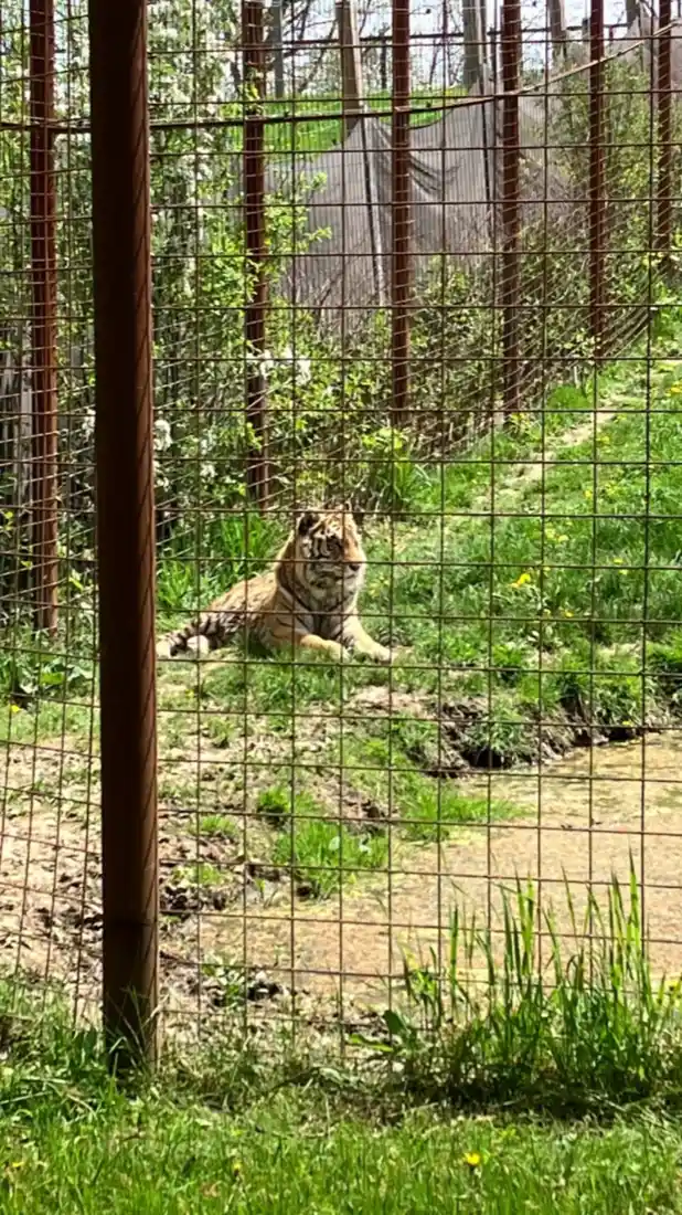 Tigre siberiano descansando perto da água e da grama no Twin Valley Zoo