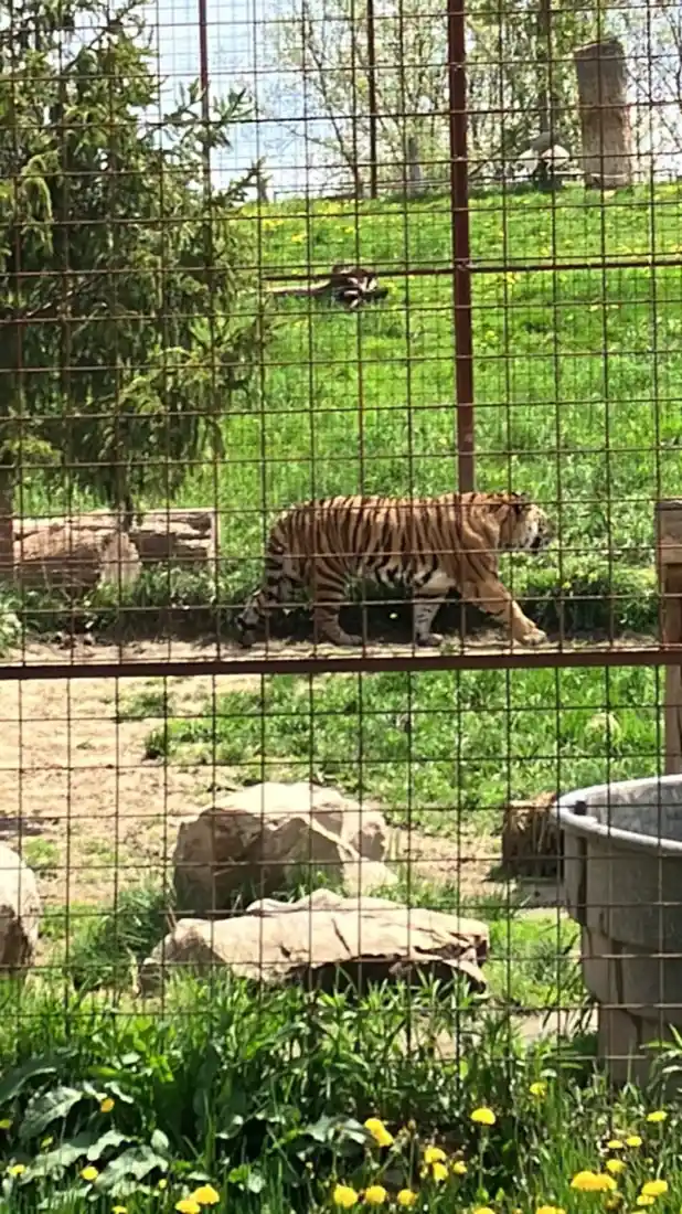 Tigre siberiano caminhando pelo seu habitat no Twin Valley Zoo