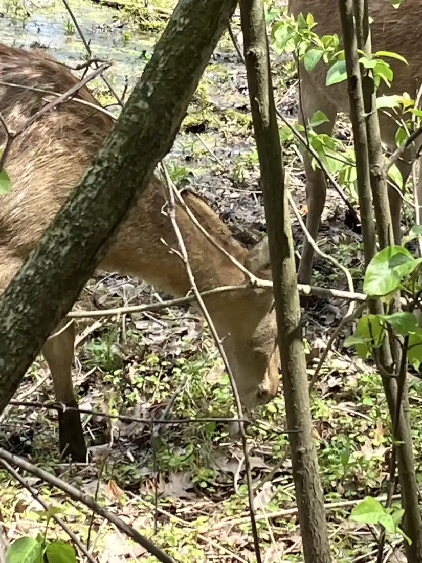 Vista próxima de um cervo fallow pastando entre árvores no Twin Valley Zoo
