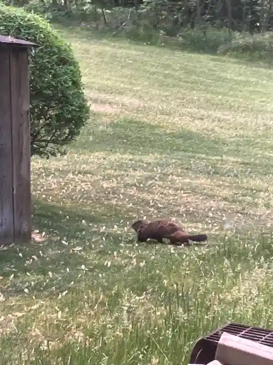 Groundhog crossing a grassy campsite at Wildwood Conservation Area